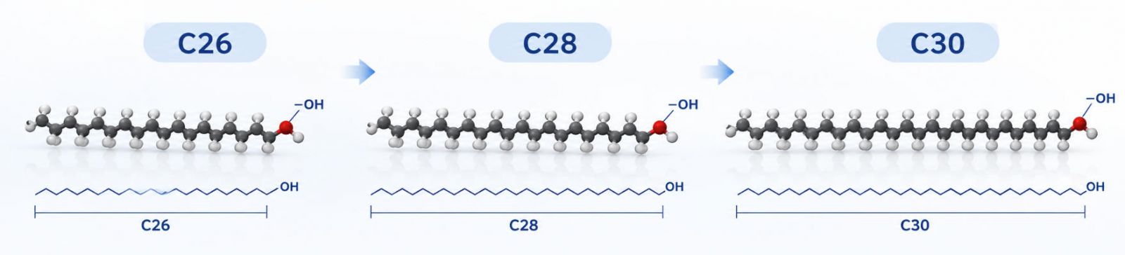 C26 → C28 → C30 molecular-chain comparison, with the same terminal –OH group and progressively longer hydrophobic chains.